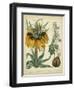 Golden Crown Imperial-Sydenham Teast Edwards-Framed Art Print