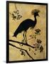 Golden Crowned Crane-Filippo Ioco-Framed Art Print