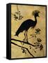 Golden Crowned Crane-Filippo Ioco-Framed Stretched Canvas