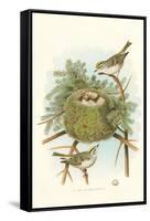 Golden Crowned Kinglet Nest and Eggs-null-Framed Stretched Canvas