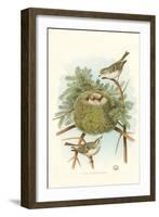 Golden Crowned Kinglet Nest and Eggs-null-Framed Art Print