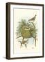 Golden Crowned Kinglet Nest and Eggs-null-Framed Art Print