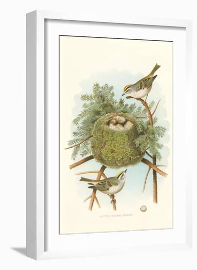 Golden Crowned Kinglet Nest and Eggs-null-Framed Art Print