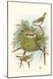 Golden Crowned Kinglet Nest and Eggs-null-Mounted Art Print