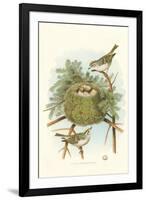 Golden Crowned Kinglet Nest and Eggs-null-Framed Art Print