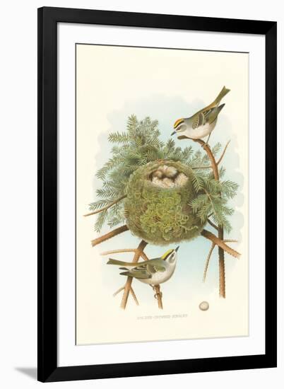 Golden Crowned Kinglet Nest and Eggs-null-Framed Art Print