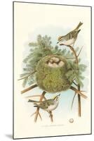 Golden Crowned Kinglet Nest and Eggs-null-Mounted Art Print