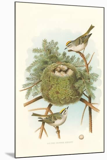 Golden Crowned Kinglet Nest and Eggs-null-Mounted Art Print