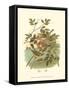 Golden Crowned Kinglet & Nest-null-Framed Stretched Canvas