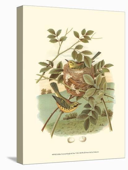 Golden Crowned Kinglet & Nest-null-Stretched Canvas