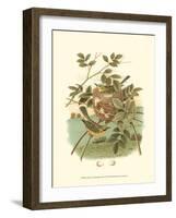 Golden Crowned Kinglet & Nest-null-Framed Art Print