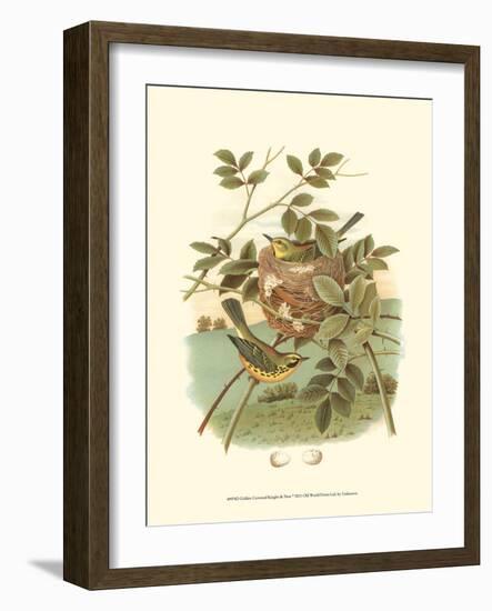 Golden Crowned Kinglet & Nest-null-Framed Art Print