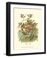 Golden Crowned Kinglet & Nest-null-Framed Art Print