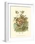 Golden Crowned Kinglet & Nest-null-Framed Art Print