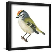 Golden-Crowned Kinglet (Regulus Satrapa), Birds-Encyclopaedia Britannica-Framed Poster