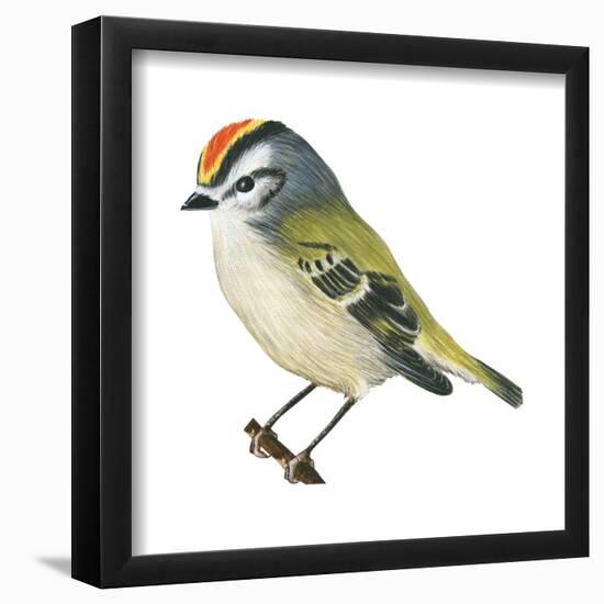 Golden-Crowned Kinglet (Regulus Satrapa), Birds-Encyclopaedia Britannica-Framed Poster