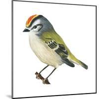 Golden-Crowned Kinglet (Regulus Satrapa), Birds-Encyclopaedia Britannica-Mounted Poster