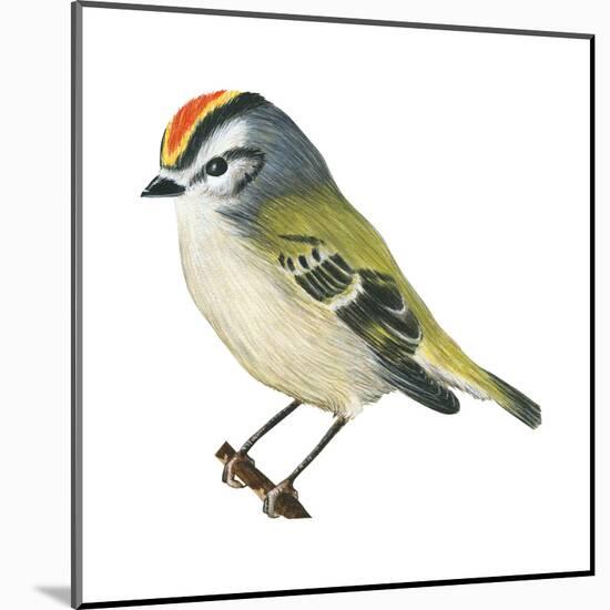 Golden-Crowned Kinglet (Regulus Satrapa), Birds-Encyclopaedia Britannica-Mounted Poster