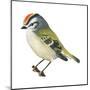 Golden-Crowned Kinglet (Regulus Satrapa), Birds-Encyclopaedia Britannica-Mounted Poster