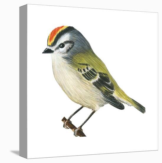 Golden-Crowned Kinglet (Regulus Satrapa), Birds-Encyclopaedia Britannica-Stretched Canvas