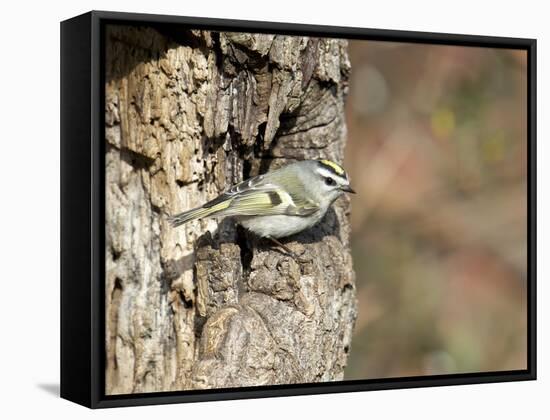 Golden-Crowned Kinglet-Gary Carter-Framed Stretched Canvas