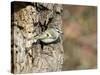 Golden-Crowned Kinglet-Gary Carter-Stretched Canvas