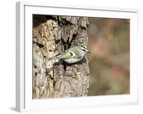 Golden-Crowned Kinglet-Gary Carter-Framed Photographic Print