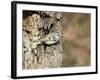 Golden-Crowned Kinglet-Gary Carter-Framed Photographic Print