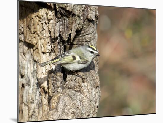 Golden-Crowned Kinglet-Gary Carter-Mounted Photographic Print