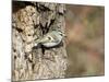 Golden-Crowned Kinglet-Gary Carter-Mounted Photographic Print