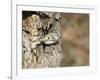 Golden-Crowned Kinglet-Gary Carter-Framed Photographic Print