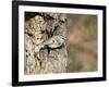 Golden-Crowned Kinglet-Gary Carter-Framed Photographic Print