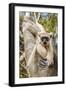 Golden-Crowned Sifaka Or Tattersall'S Sifaka (Propithecus Tattersalli) Climbing Down Tree-Nick Garbutt-Framed Photographic Print