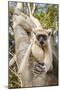 Golden-Crowned Sifaka Or Tattersall'S Sifaka (Propithecus Tattersalli) Climbing Down Tree-Nick Garbutt-Mounted Photographic Print