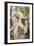 Golden-Crowned Sifaka Or Tattersall'S Sifaka (Propithecus Tattersalli) Climbing Down Tree-Nick Garbutt-Framed Premium Photographic Print
