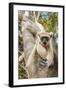 Golden-Crowned Sifaka Or Tattersall'S Sifaka (Propithecus Tattersalli) Climbing Down Tree-Nick Garbutt-Framed Photographic Print