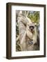 Golden-Crowned Sifaka Or Tattersall'S Sifaka (Propithecus Tattersalli) Climbing Down Tree-Nick Garbutt-Framed Photographic Print