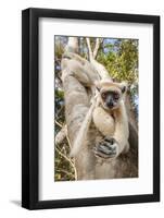 Golden-Crowned Sifaka Or Tattersall'S Sifaka (Propithecus Tattersalli) Climbing Down Tree-Nick Garbutt-Framed Photographic Print