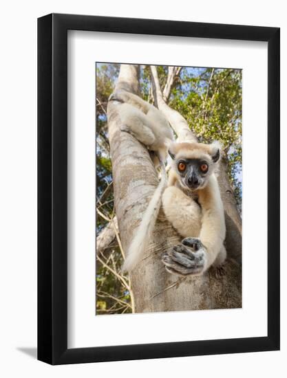 Golden-Crowned Sifaka Or Tattersall'S Sifaka (Propithecus Tattersalli) Climbing Down Tree-Nick Garbutt-Framed Photographic Print