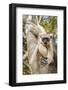 Golden-Crowned Sifaka Or Tattersall'S Sifaka (Propithecus Tattersalli) Climbing Down Tree-Nick Garbutt-Framed Photographic Print