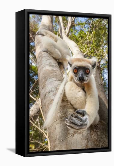 Golden-Crowned Sifaka Or Tattersall'S Sifaka (Propithecus Tattersalli) Climbing Down Tree-Nick Garbutt-Framed Stretched Canvas