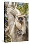 Golden-Crowned Sifaka Or Tattersall'S Sifaka (Propithecus Tattersalli) Climbing Down Tree-Nick Garbutt-Stretched Canvas