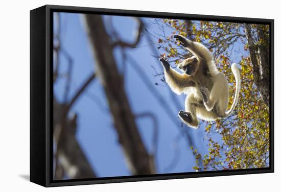 Golden-Crowned Sifaka (Propithecus Tattersalli) Leaping Through Forest Canopy-Nick Garbutt-Framed Stretched Canvas