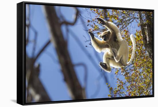 Golden-Crowned Sifaka (Propithecus Tattersalli) Leaping Through Forest Canopy-Nick Garbutt-Framed Stretched Canvas