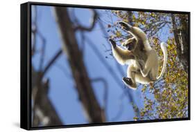 Golden-Crowned Sifaka (Propithecus Tattersalli) Leaping Through Forest Canopy-Nick Garbutt-Framed Stretched Canvas