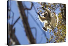 Golden-Crowned Sifaka (Propithecus Tattersalli) Leaping Through Forest Canopy-Nick Garbutt-Stretched Canvas