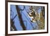 Golden-Crowned Sifaka (Propithecus Tattersalli) Leaping Through Forest Canopy-Nick Garbutt-Framed Photographic Print