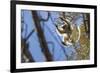 Golden-Crowned Sifaka (Propithecus Tattersalli) Leaping Through Forest Canopy-Nick Garbutt-Framed Photographic Print