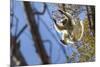 Golden-Crowned Sifaka (Propithecus Tattersalli) Leaping Through Forest Canopy-Nick Garbutt-Mounted Photographic Print