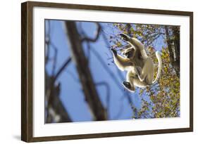 Golden-Crowned Sifaka (Propithecus Tattersalli) Leaping Through Forest Canopy-Nick Garbutt-Framed Photographic Print